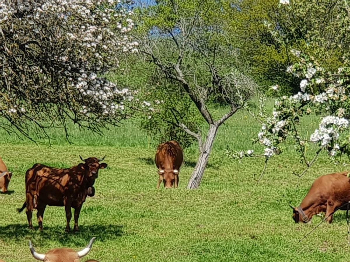 Petit week end dans la vallée Breitenbach-Haut-Rhin Esterno foto