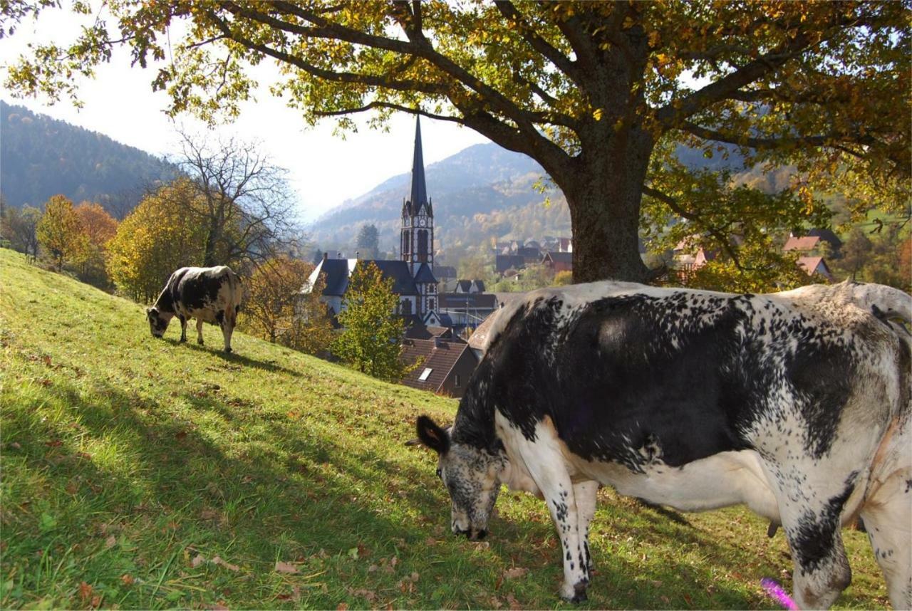 Petit week end dans la vallée Breitenbach-Haut-Rhin Esterno foto